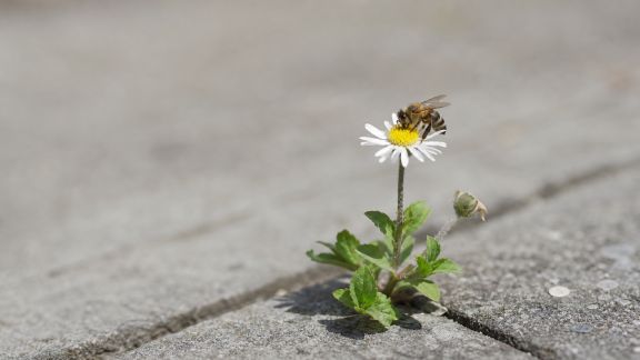 Pollinisateurs en ville : nouvelles études sur leur adaptation à l’environnement urbain
