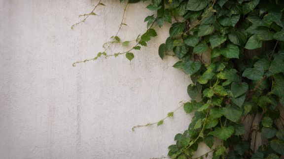 Bien choisir ses plantes grimpantes pour habiller murs et clôtures