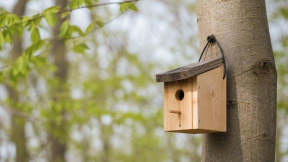 Installer un nichoir à oiseaux pour favoriser la biodiversité