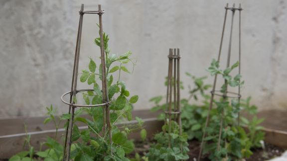 Avis sur les tuteurs extensibles pour plantes grimpantes : stabilité et adaptabilité au jardin