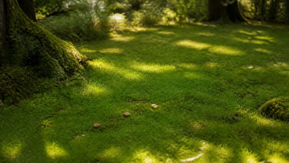 Gérer les zones ombragées au jardin : astuces pour une pelouse dense