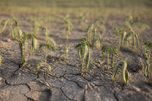 Impact des canicules précoces sur les plantations printanières