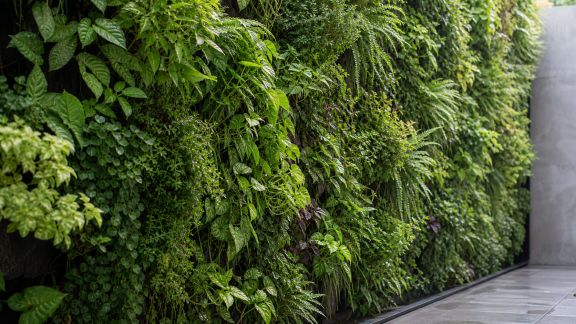 Installer un mur végétal extérieur : solutions, plantes adaptées et entretien