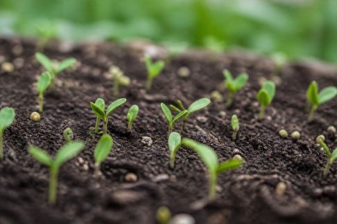 Comment bien réussir la levée des semis au potager