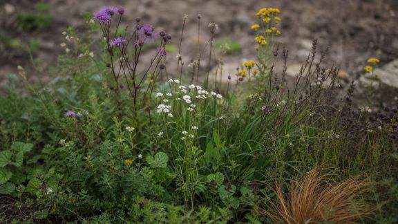 Le retour des plantes indigènes dans nos jardins : pourquoi et comment les adopter en 2026