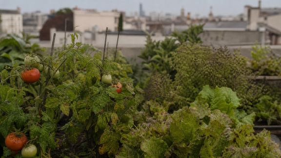 Pollution de l'air : quels effets observés sur les cultures potagères urbaines en France ?