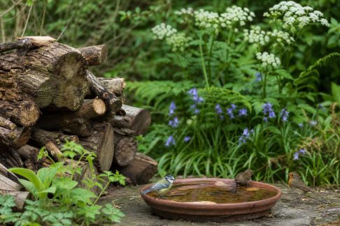 Adapter son jardin à la faune locale : aménagements et bonnes pratiques