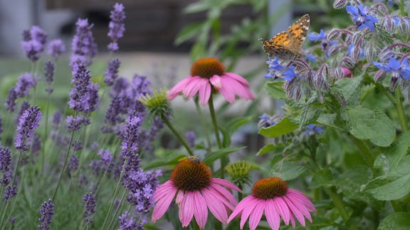 Favoriser la pollinisation au jardin : stratégies et plantes attractives