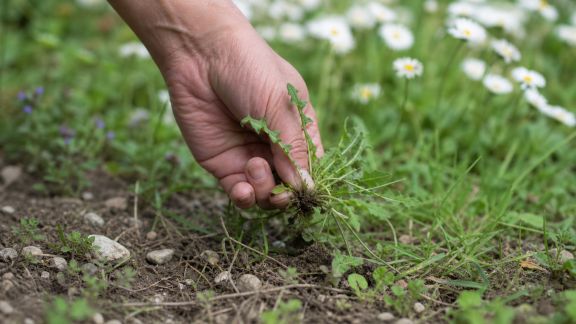 Désherber naturellement : techniques écologiques pour un jardin sain