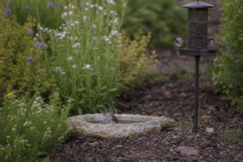 Créer un jardin attractif pour les oiseaux : aménagements, plantes et astuces d’observation