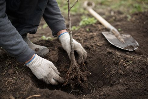 Réussir la plantation des arbres fruitiers : étapes clés et erreurs à éviter