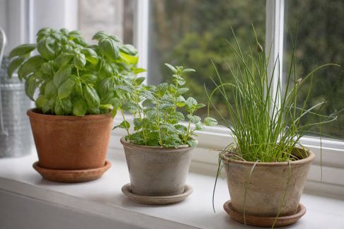 Créer un potager aromatique sur son rebord de fenêtre