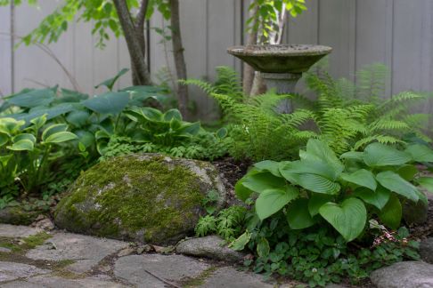 Les jardins d’ombre : astuces tendance pour valoriser les coins peu ensoleillés