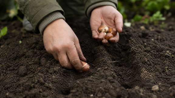 Réussir la plantation des bulbes de fleurs : calendrier et conseils pratiques
