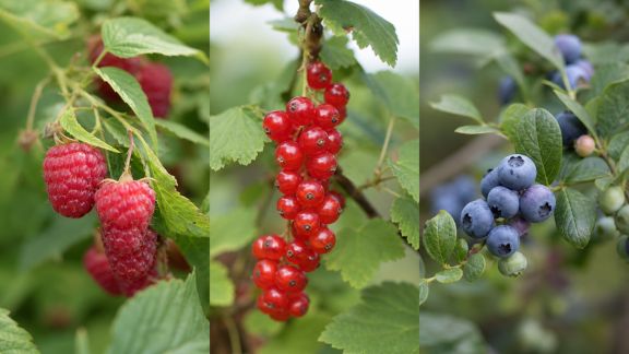 Cultiver des petits fruits au jardin : framboises, groseilles, myrtilles – guide complet
