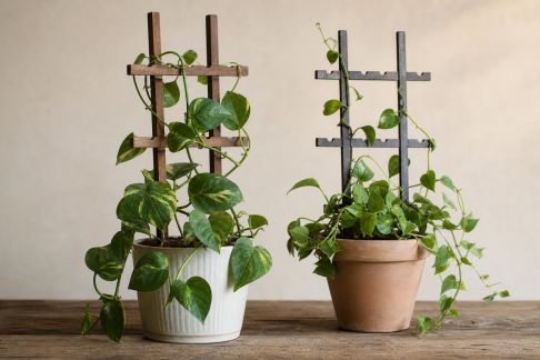 Fabriquer des tuteurs décoratifs pour plantes grimpantes