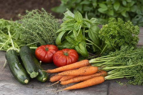 Bien associer légumes et herbes aromatiques pour un potager plus productif