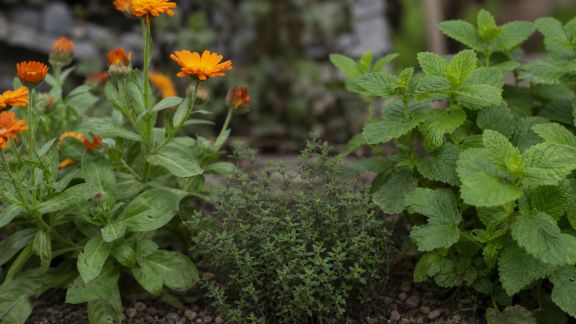 Les plantes médicinales au jardin : guide d’introduction et entretien