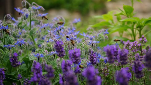 Réussir l’intégration des plantes mellifères dans votre jardin pour attirer les abeilles