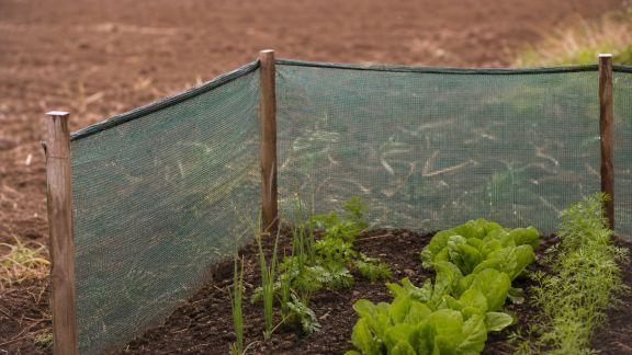Avis sur les filets brise-vent pour potager : une protection efficace contre les intempéries ?