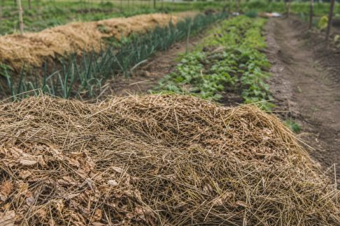 Pailler au potager : techniques avancées et retours d’expériences