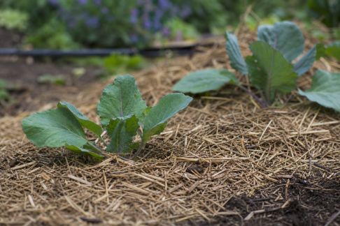 Choisir et utiliser un paillis biodégradable au jardin : avantages et mise en œuvre
