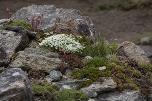 Le jardin de rocaille : comment l’aménager et quelles plantes choisir