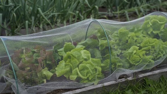 Comparatif des filets de protection pour potager : efficacité contre oiseaux et nuisibles