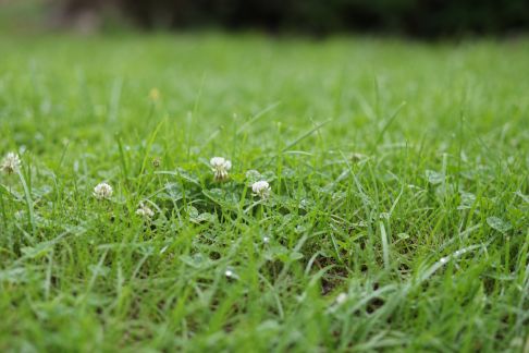 Entretenir un gazon sans pesticide : méthodes naturelles et efficaces