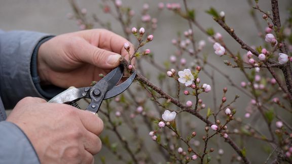 Tailler les arbustes à floraison printanière : calendrier et conseils