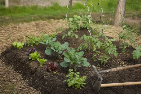 Installer un potager en butte : principes, atouts et mise en œuvre