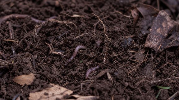 Le sol vivant au potager : comprendre et favoriser l’activité biologique