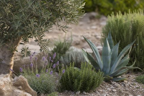 Plantes méditerranéennes : adaptation et succès récents dans les jardins français