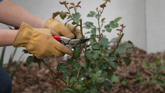 Tailler ses rosiers au bon moment : techniques et erreurs à éviter