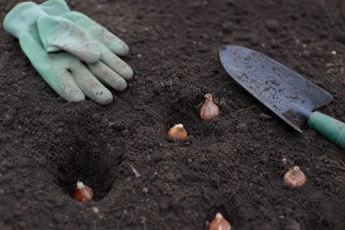 Réussir la plantation des bulbes au printemps : conseils et astuces