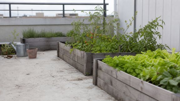 Les potagers sur toit : progrès et défis pour verdir les espaces urbains