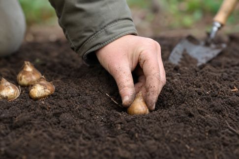 Planter des bulbes à floraison printanière facilement