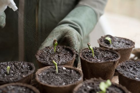 Accélérer la germination des semis grâce à des méthodes naturelles