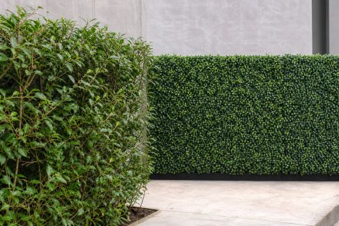 Sélection des meilleures haies naturelles et artificielles : atouts et contraintes en jardin urbain