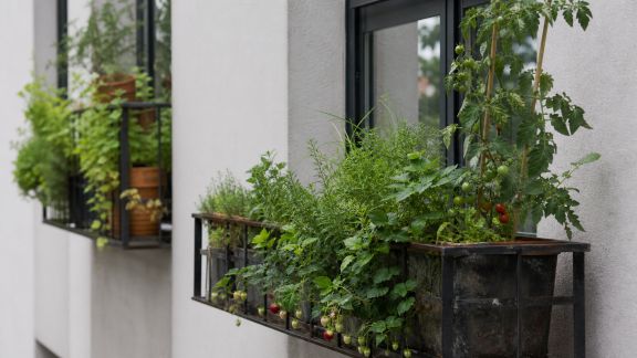 Jardins comestibles en façade : la nouvelle mode urbaine à découvrir
