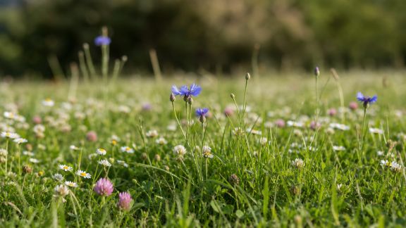 Réussir un gazon fleuri : espèces adaptées et conseils d’entretien